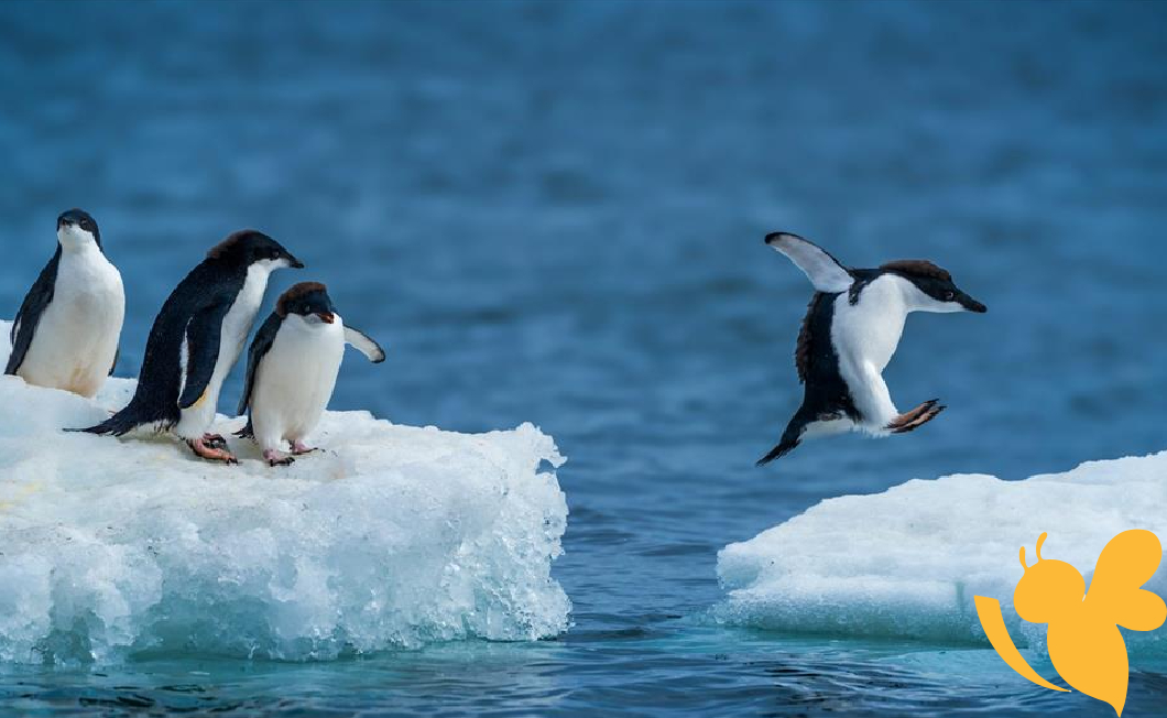 Rising Southern Ocean salinity may be causing the terminal decline of Antarctic sea ice