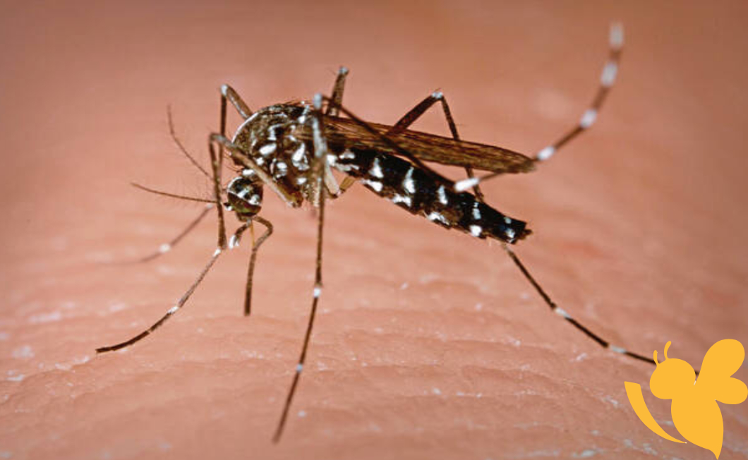 West Nile virus detected in Allegheny County mosquitoes