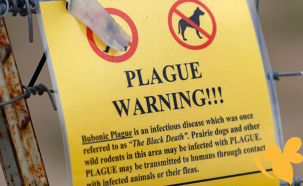First Plague Death in Arizona Since 2007 Confirmed, Officials Report