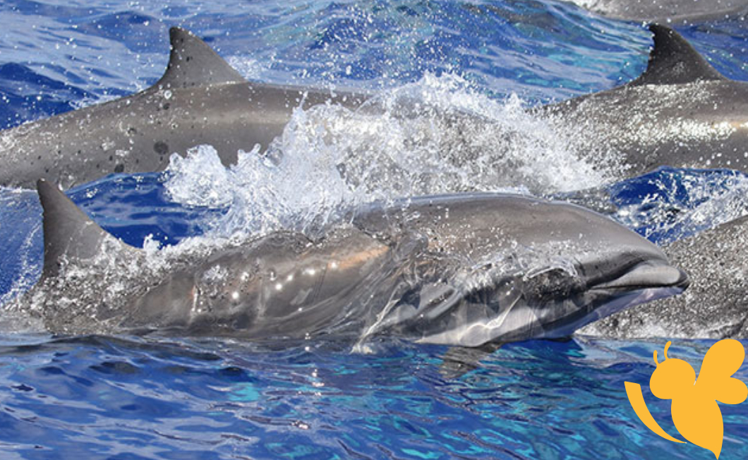 Stranded Dolphins in Hawaii Carry Bacteria That Could Threaten Human Health